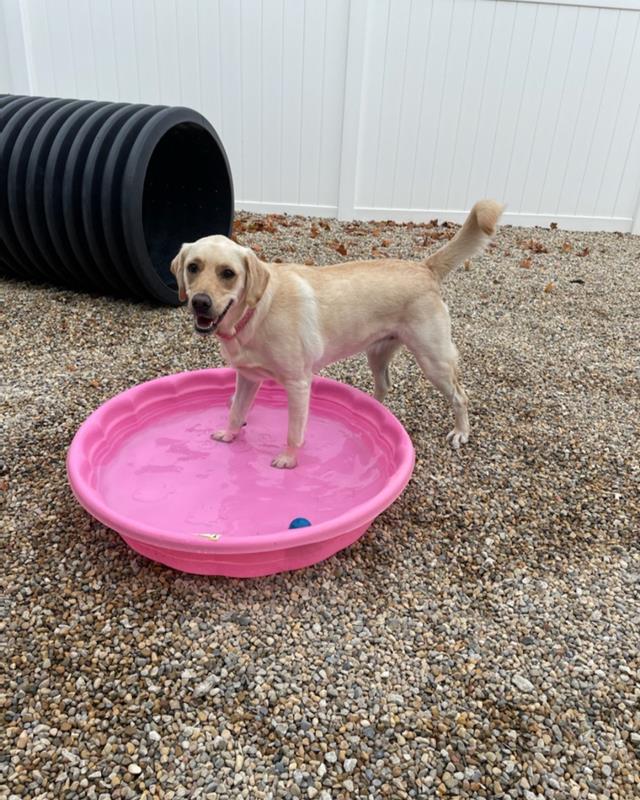 The Paws Zone Grooming, Boarding & Dog Daycare Fairbury, IL