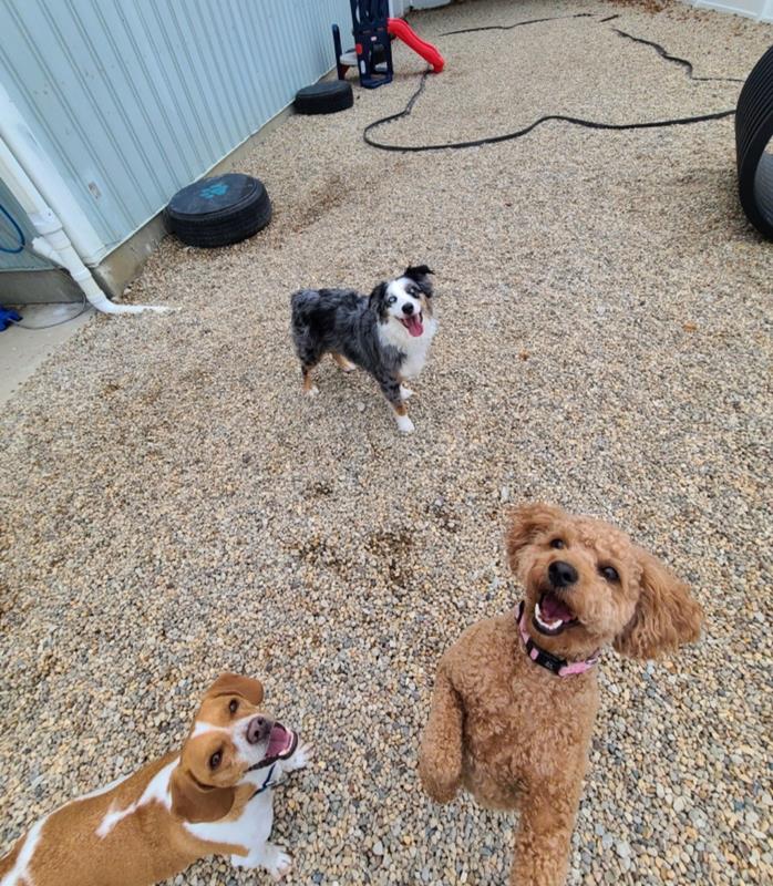 The Paws Zone Grooming, Boarding & Dog Daycare Fairbury, IL